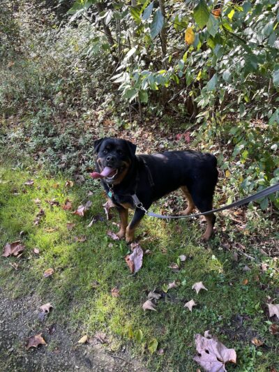 Centerville Mills Dog Park - Chagrin Falls, OH