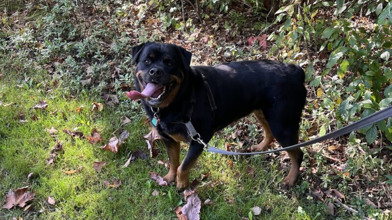 Centerville Mills Dog Park - Chagrin Falls, OH