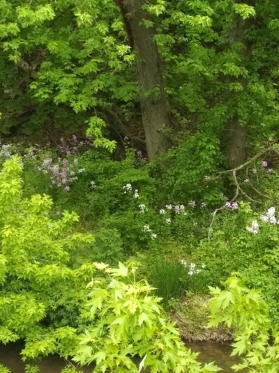 Bridge View Park - Chalfont, PA