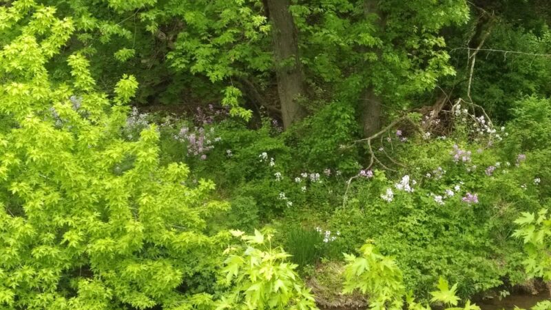 Bridge View Park - Chalfont, PA