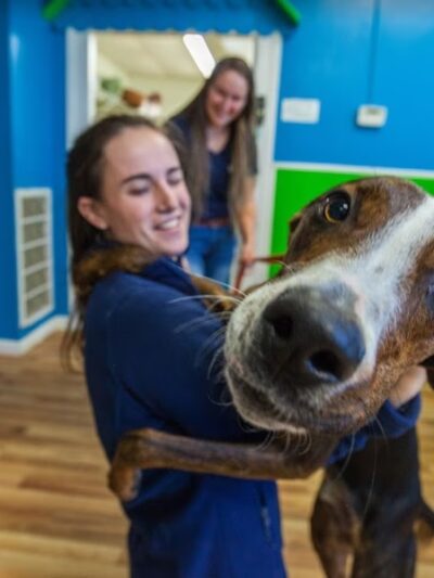 Hounds Town Central Bucks - Chalfont, PA