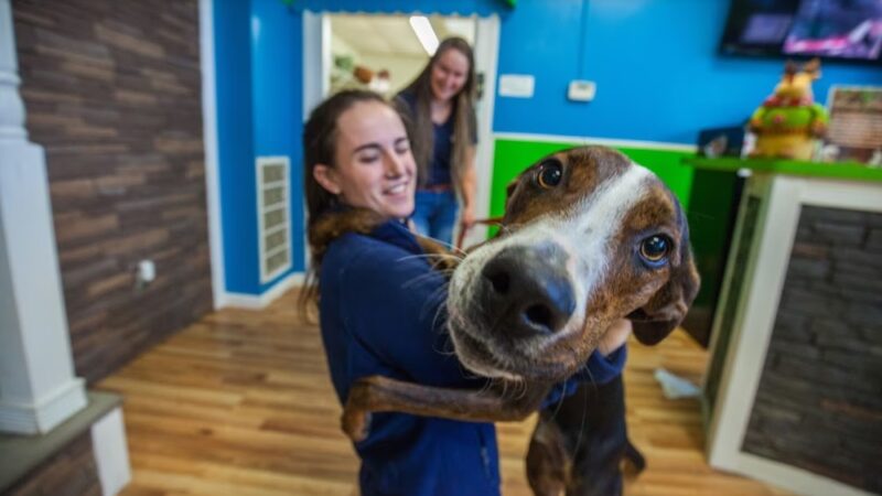 Hounds Town Central Bucks - Chalfont, PA