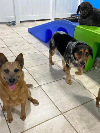 Hounds Town Central Bucks - Chalfont, PA