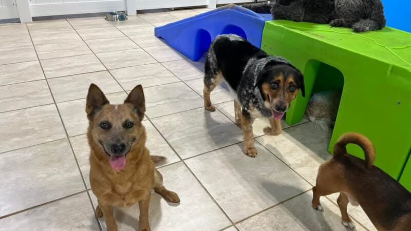 Hounds Town Central Bucks - Chalfont, PA