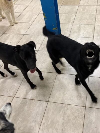 Hounds Town Central Bucks - Chalfont, PA