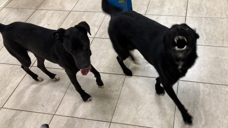 Hounds Town Central Bucks - Chalfont, PA