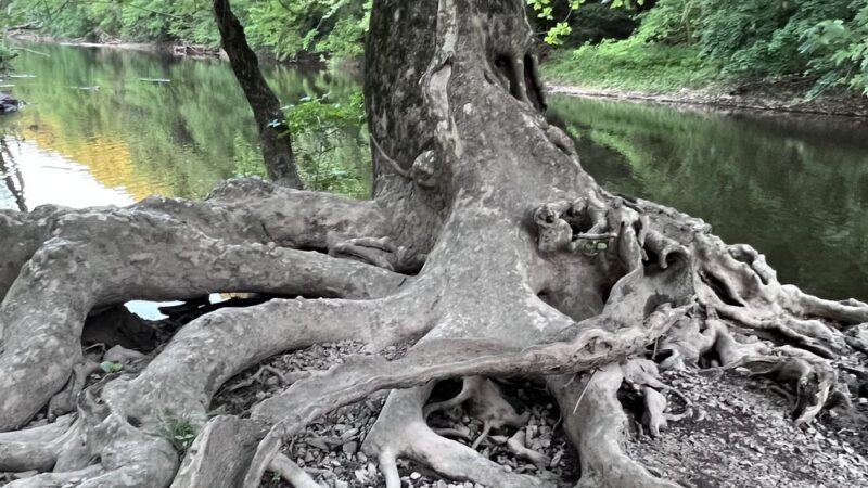 J. Michael Bishop Memorial Park - Chalfont, PA