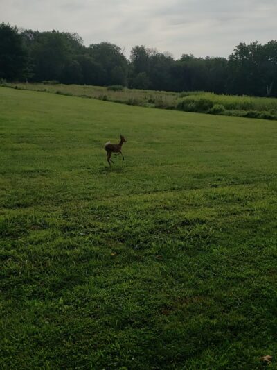 Twin Streams Park - Chalfont, PA