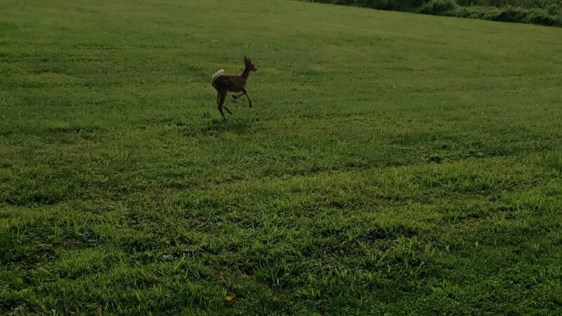 Twin Streams Park - Chalfont, PA