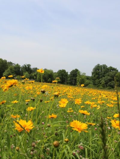 Veterans Park - Chalfont, PA