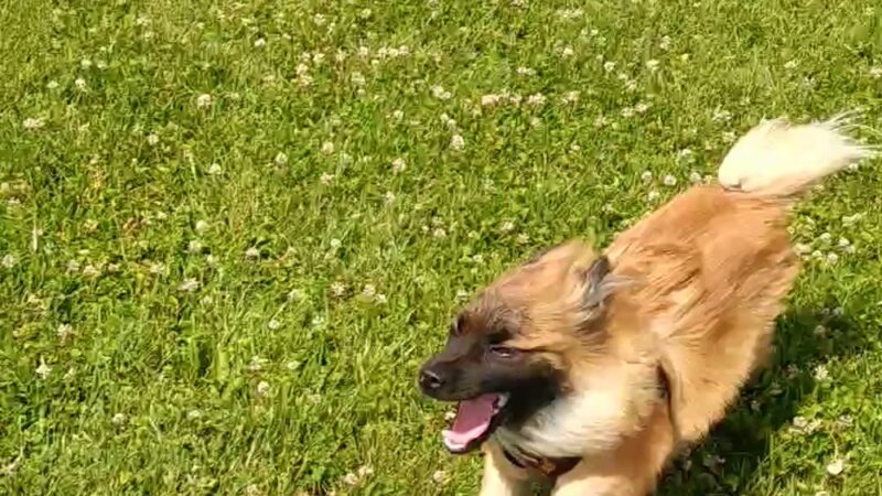 Lower Rock Run Preserve - McClintock Road Access - Channahon, IL