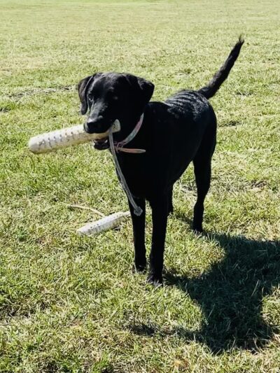 Chappell Hill Pet Resort - Chappell Hill, TX