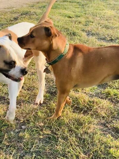 Chappell Hill Pet Resort - Chappell Hill, TX
