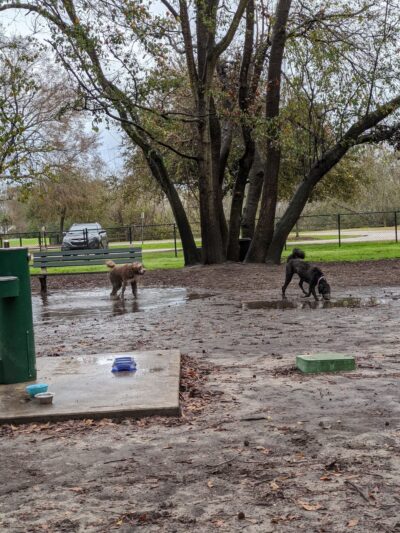 Ackerman Dog Park - Charleston, SC