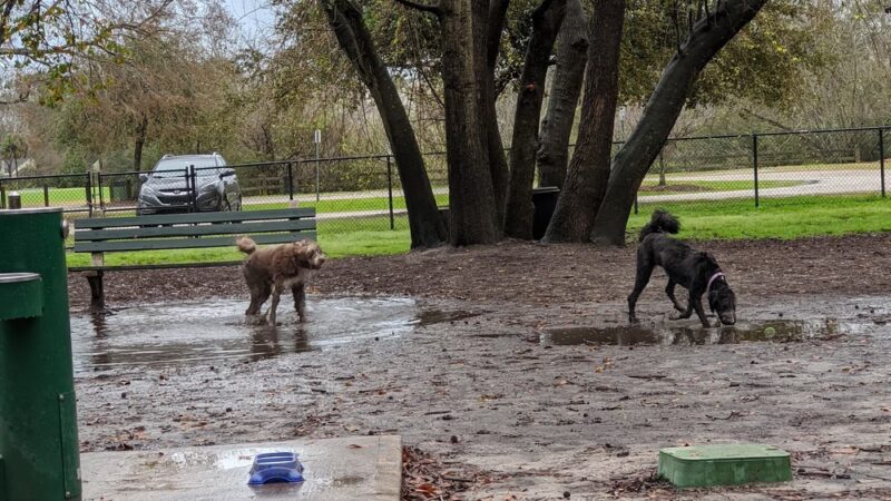 Ackerman Dog Park - Charleston, SC