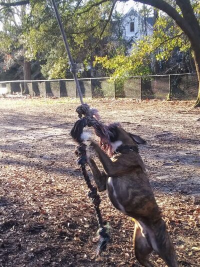 Ackerman Dog Park - Charleston, SC