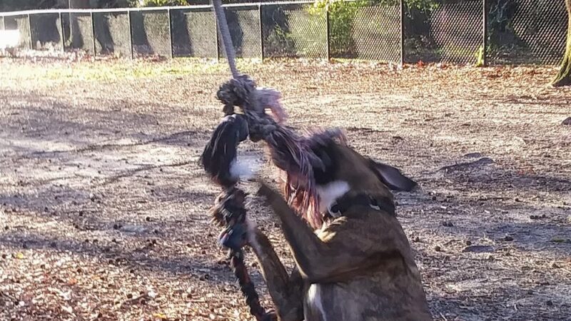 Ackerman Dog Park - Charleston, SC