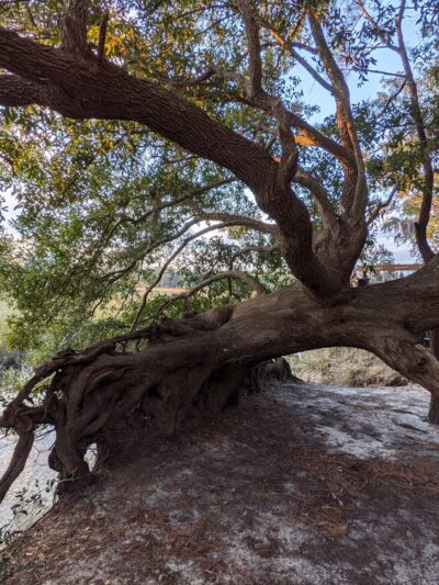 Bellinger Island - Charleston, SC