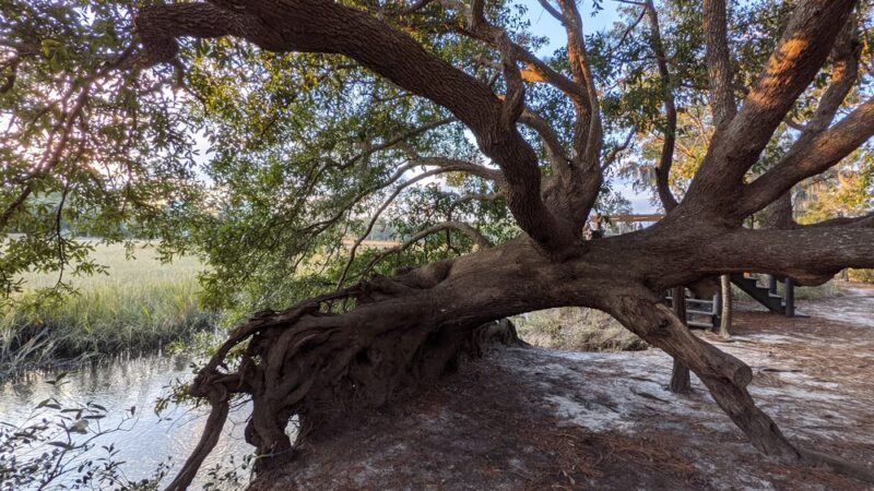 Bellinger Island - Charleston, SC