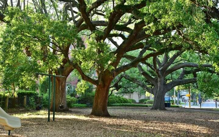 Cannon Park - Charleston, SC