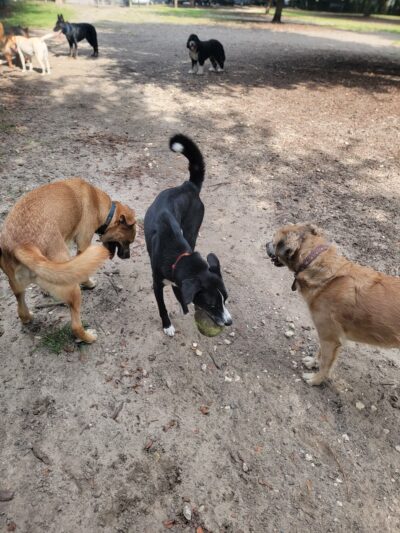 Hampton Park Dog Run - Charleston, SC