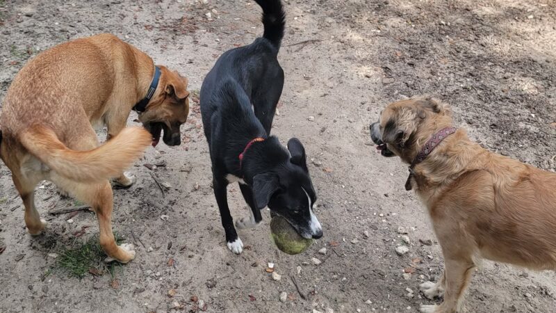 Hampton Park Dog Run - Charleston, SC