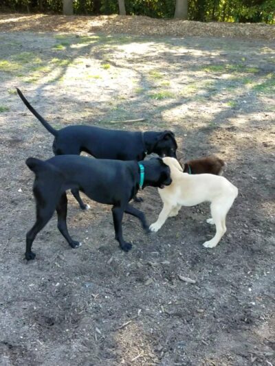 Hampton Park Dog Run - Charleston, SC