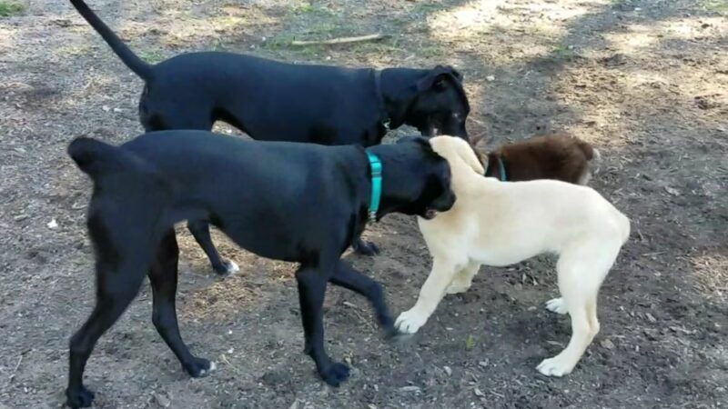 Hampton Park Dog Run - Charleston, SC