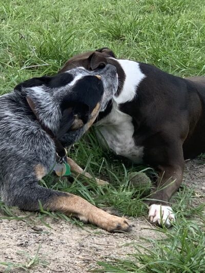 Hampton Park Dog Run - Charleston, SC