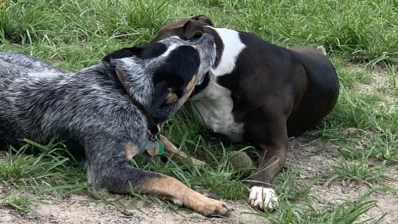 Hampton Park Dog Run - Charleston, SC