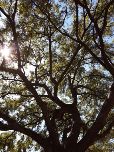 Randolph Park - Charleston, SC