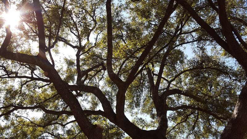 Randolph Park - Charleston, SC