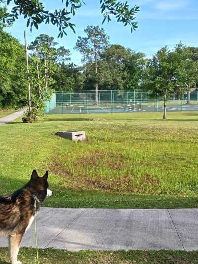 Wando Woods dog park (Behind Court) - Charleston, SC