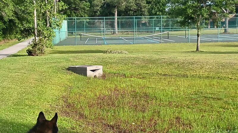 Wando Woods dog park (Behind Court) - Charleston, SC