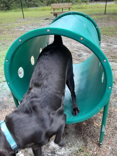 Wando Woods dog park (Behind Court) - Charleston, SC