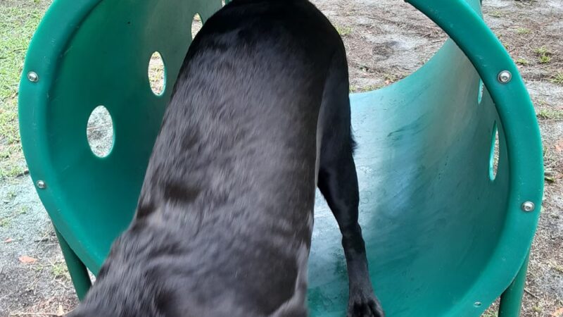 Wando Woods dog park (Behind Court) - Charleston, SC