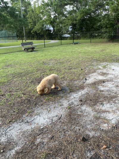 Wando Woods dog park (Behind Court) - Charleston, SC