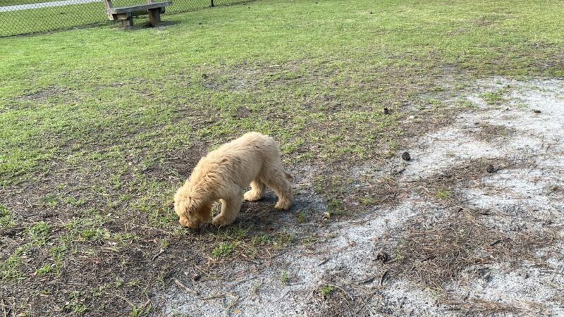 Wando Woods dog park (Behind Court) - Charleston, SC