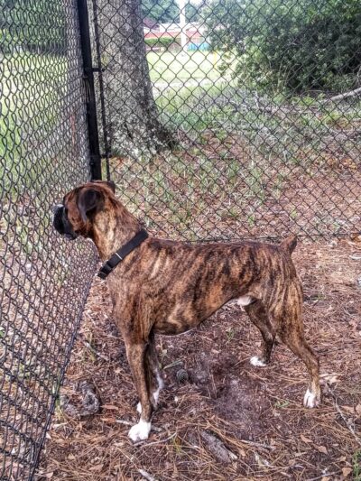 Wando Woods dog park (Behind Court) - Charleston, SC