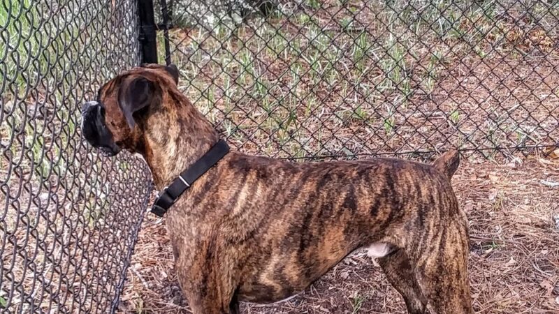 Wando Woods dog park (Behind Court) - Charleston, SC