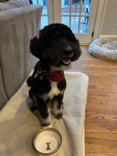 Bark Street Dog Spa - Charlotte, NC