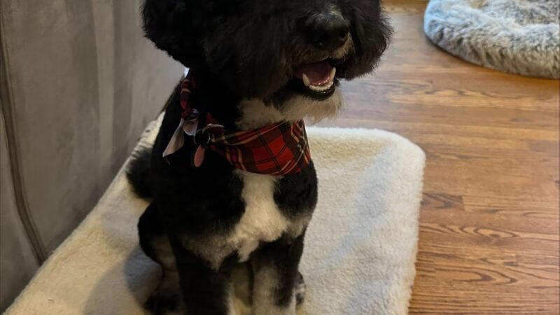 Bark Street Dog Spa - Charlotte, NC
