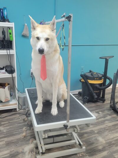 Bark Street Dog Spa - Charlotte, NC