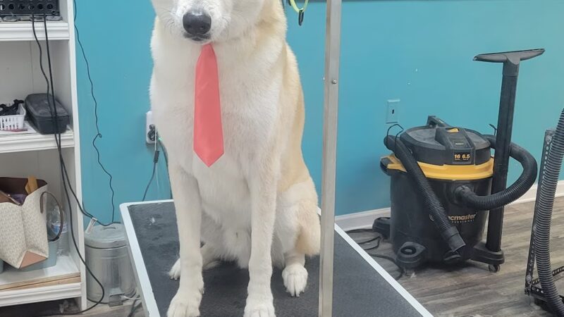 Bark Street Dog Spa - Charlotte, NC