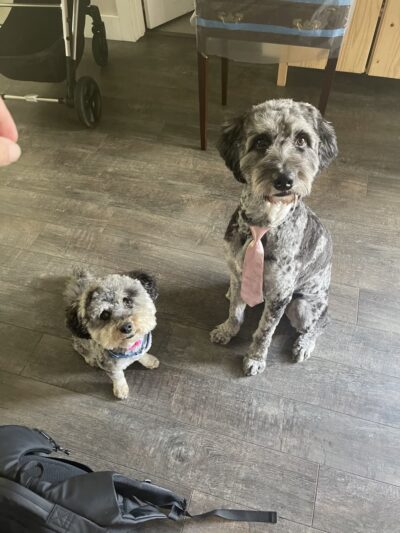 Bark Street Dog Spa - Charlotte, NC