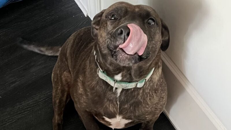 Bark Street Dog Spa - Charlotte, NC