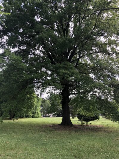 Baxter Street Park - Charlotte, NC
