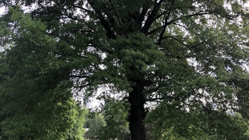 Baxter Street Park - Charlotte, NC