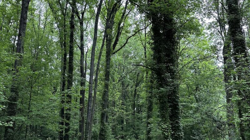 Cedarwood Park - Charlotte, NC