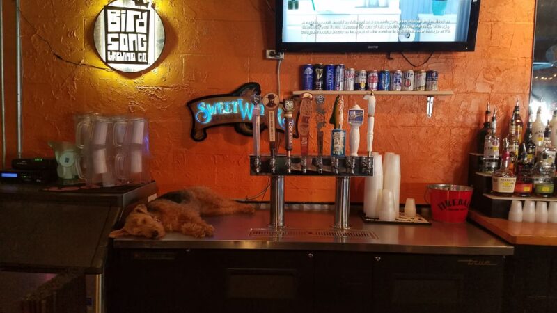 Dog Bar - Charlotte - Charlotte, NC